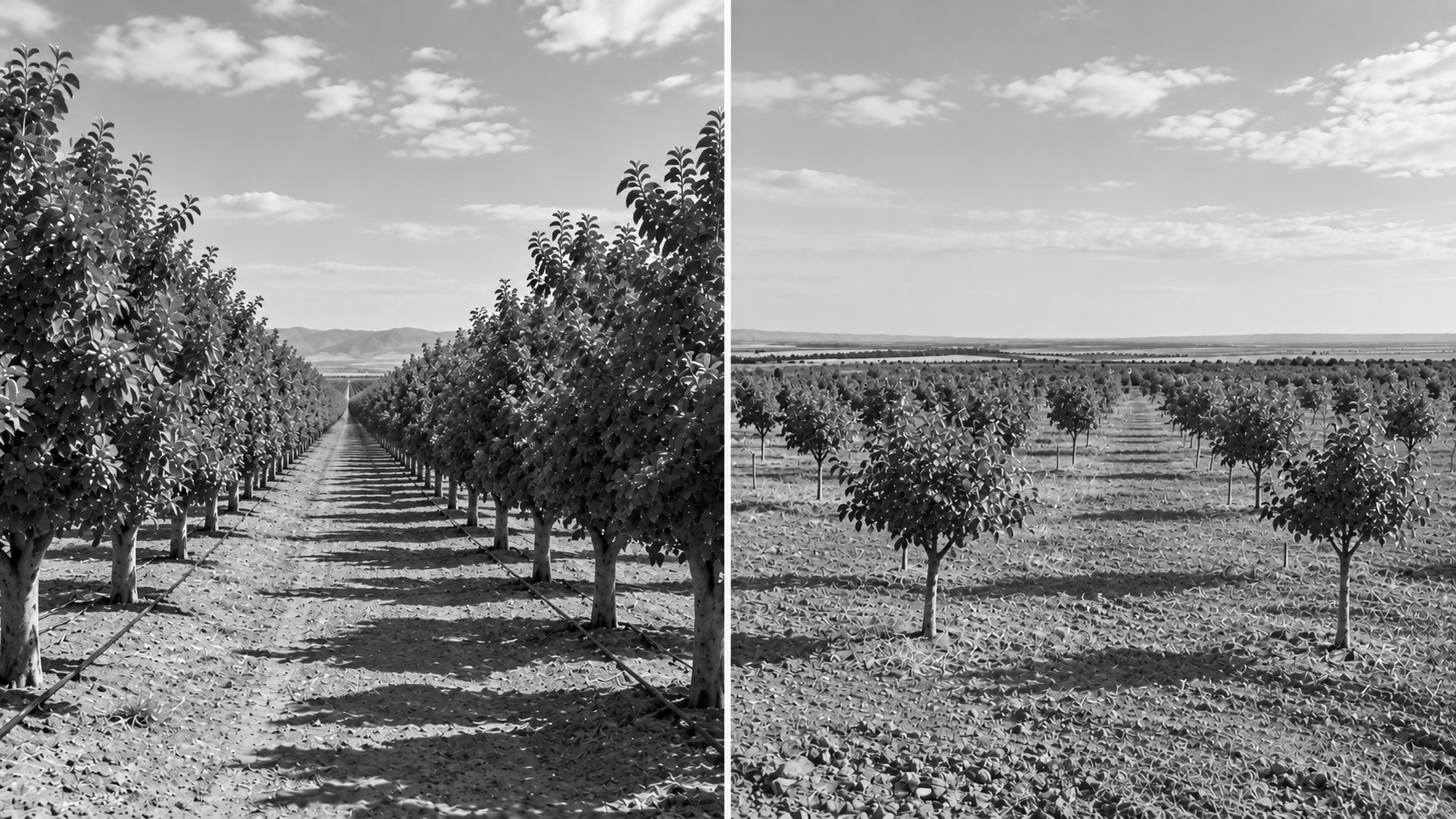 California and Castilla-La Mancha: two pistachio models face to face