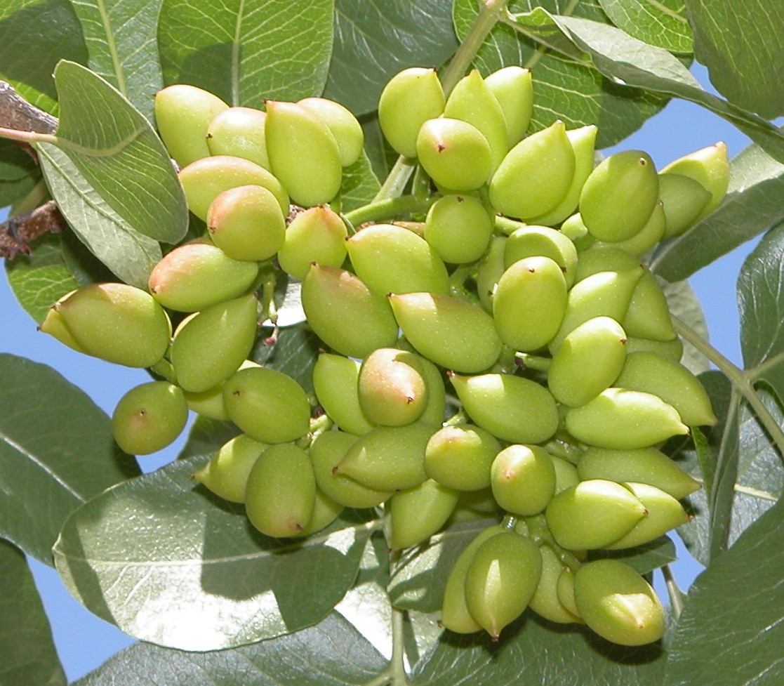 pistacho